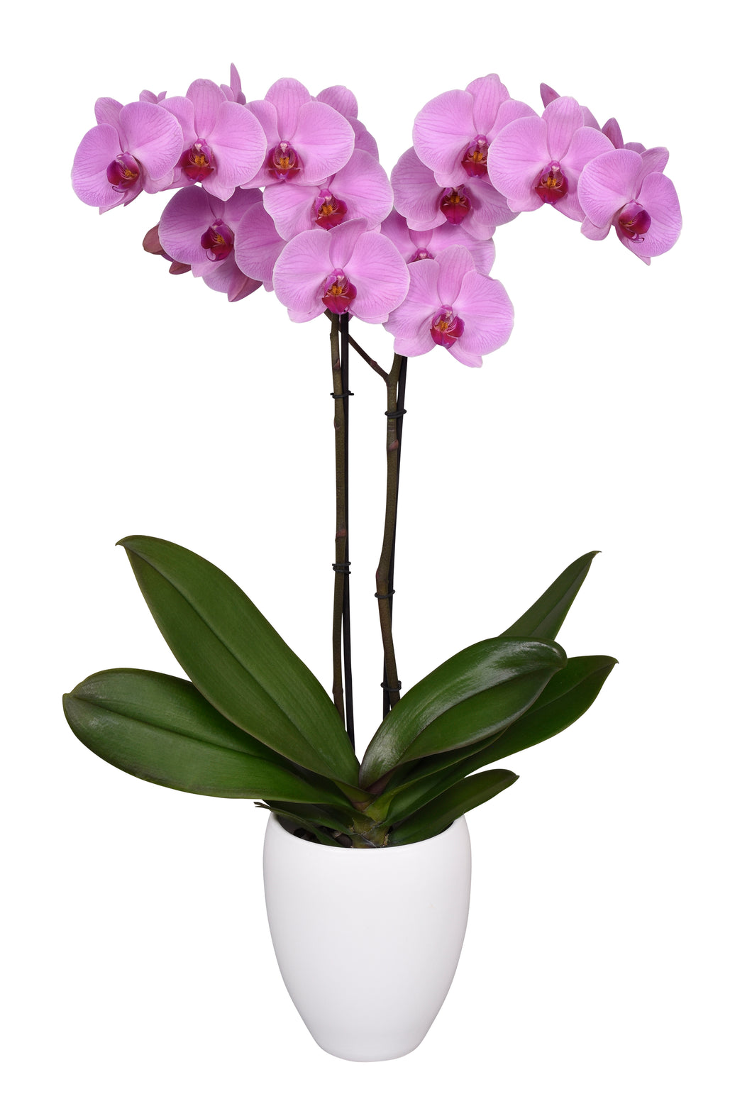 Orquidea alta dos tallos Rosa Roja con matera plastica decorativa(MP)