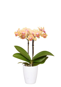 ORQUIDEA 2 TALLOS MINI + MATERA PLASTICA (MP)