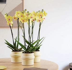 Orquidea alta dos tallos Amarilla punto rojo con matera plastica decorativa (MP)