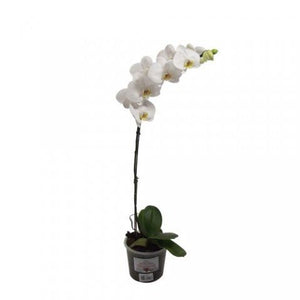 ORQUÍDEA UN TALLO BLANCA - ELEGANZA (SM)