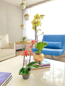 Orquidea alta dos tallos Amarilla con matera plastica decorativa(MP)