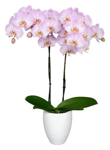 Orquidea alta dos tallos Rose Delicato con matera plastica decorativa(MP)