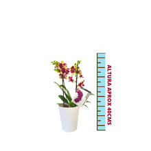 Cargar imagen en el visor de la galería, Orquidea Mediana Amarilla Print con matera Plastica decorativa (MP)
