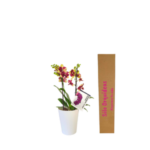 Orquidea Mediana Amarilla Print con matera Plastica decorativa (MP)