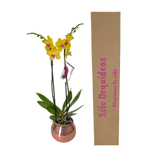 ORQUÍDEA DOS TALLOS AMARILLA - PASSION (MT)