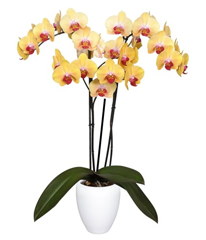 ORQUIDEA TRES TALLOS AMARILLO BOTON ROJO (MP)