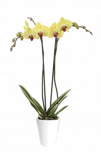 Orquidea alta dos tallos Amarilla punto rojo con matera plastica decorativa (MP)