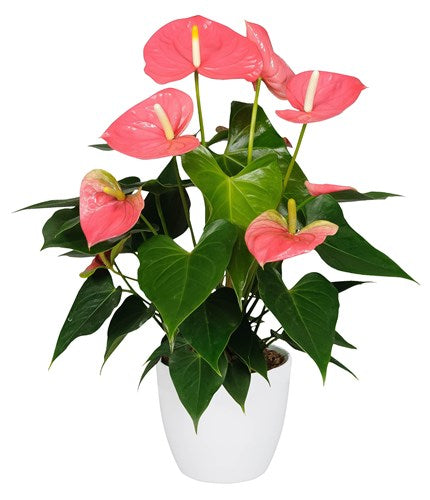 anthurium rosa significado Anturios "La Flor del Amor" Rosa (MC) – Solo Orquídeas