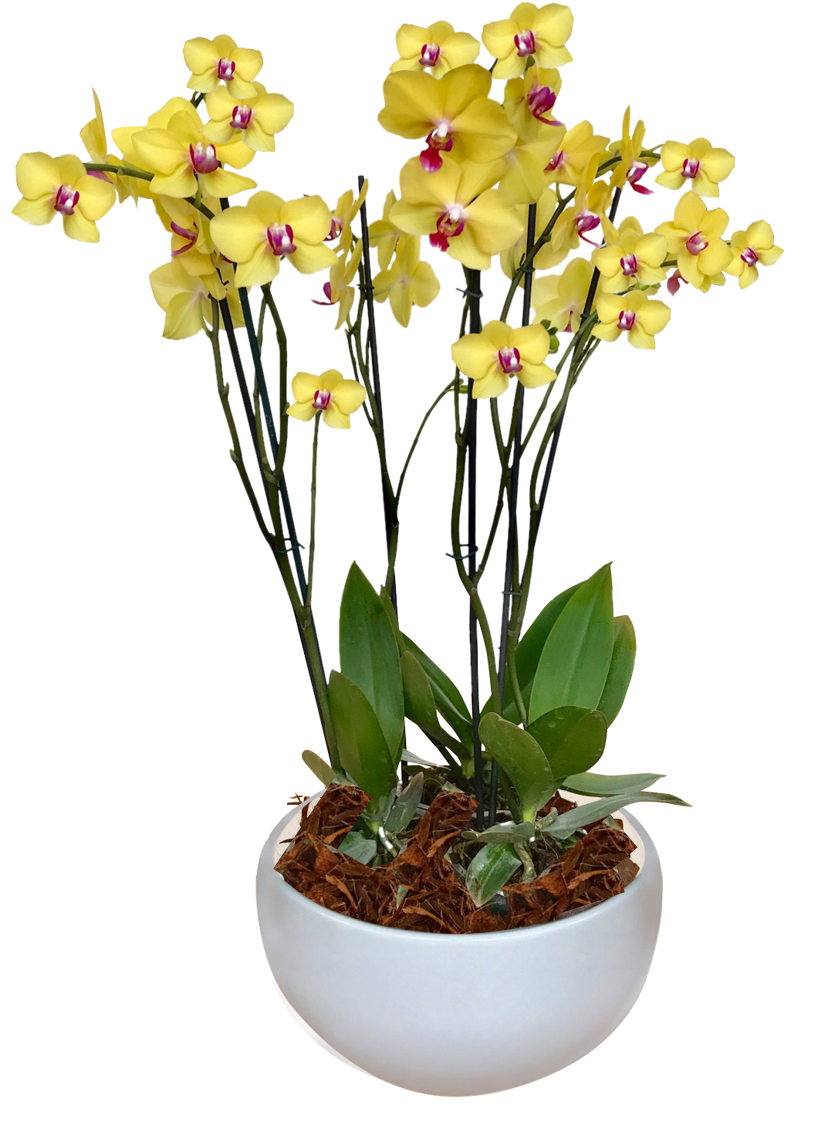 Arreglo Deluxe 6 varas de Orquideas altas Amarillas en matera ceramica(AMC)