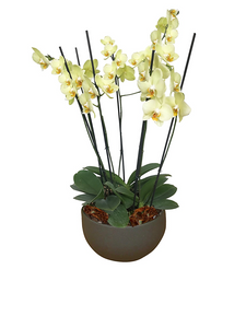 Arreglo Deluxe 6 varas de Orquideas altas Amarillas en matera ceramica(AMC)