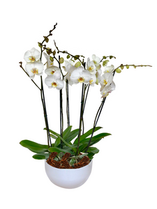 Arreglo Deluxe 6 varas de Orquideas altas Blancas en matera ceramica(AMC)