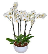 Cargar imagen en el visor de la galería, Arreglo Deluxe 6 varas de Orquideas altas Blancas en matera ceramica(AMC)
