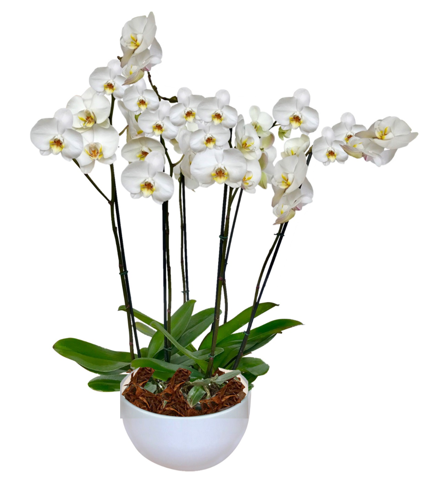 Arreglo Deluxe 6 varas de Orquideas altas Blancas en matera ceramica(AMC)