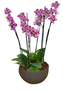 Arreglo Deluxe 6 varas de Orquideas altas Fucsia en matera ceramica(AMC)