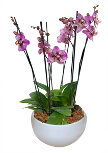 Arreglo Deluxe 6 varas de Orquideas altas Fucsia en matera ceramica(AMC)