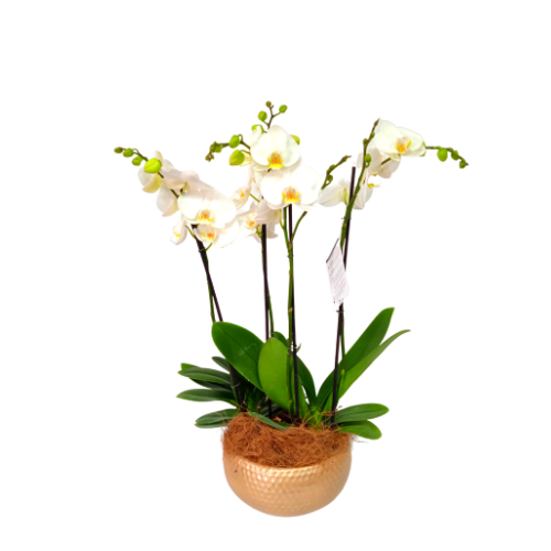 Arreglo 4 varas de Orquideas altas Blancas en matera ceramica(AMC)