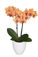 Cargar imagen en el visor de la galería, ORQUIDEA MEDIANA NARANJA + MATERA DECORATIVA PLASTICA (MP)
