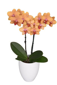 ORQUIDEA MEDIANA AMAR (MC)