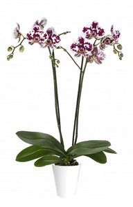 Orquidea alta dos tallos Blanco Mora con matera plastica decorativa - SABIDURIA (MP)