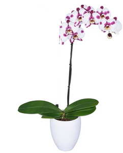 ORQUÍDEA UN TALLO BLANCO MANCHAS + MATERA DECORATIVA PLASTICA (MP)