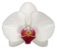 Cargar imagen en el visor de la galería, Orquidea alta dos tallos Blanca boton rojo sin matera decorativa (SM)
