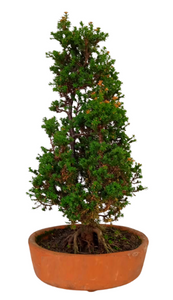 BONSAI PINO ESTRELLA SIMBOLO DE LA IMORTALIDAD Y LA VIDA