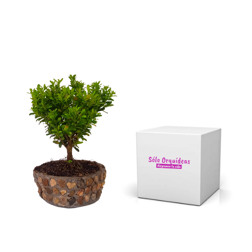 BONSA BUXUS ETERNIDAD