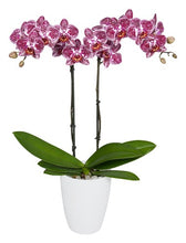Cargar imagen en el visor de la galería, Orquidea Alta dos tallos Wild Pink con matera ceramica decorativa (MC)

