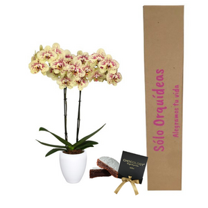 COMBO IRRESISTIBLE (ORQUIDEA DOS TALLOS (MP)  + TORTA DE BROWNIE + MATERA DECORATIVA)