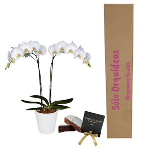 COMBO IRRESISTIBLE (ORQUIDEA DOS TALLOS (MP)  + TORTA DE BROWNIE + MATERA DECORATIVA)