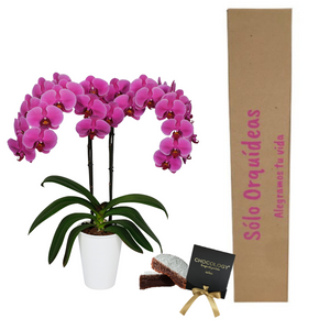 COMBO IRRESISTIBLE (ORQUIDEA DOS TALLOS (MP)  + TORTA DE BROWNIE + MATERA DECORATIVA)