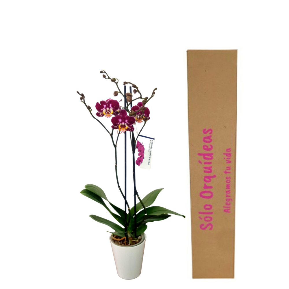 Orquidea alta dos tallos Purpura con matera plastica decorativa (MP)