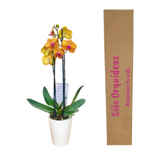 Cargar imagen en el visor de la galería, Orquidea alta dos tallos Naranja Alegria con matera plastica decorativa(MP)
