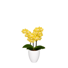 Cargar imagen en el visor de la galería, ORQUIDEA 2 TALLOS MINI + MATERA PLASTICA (MP)
