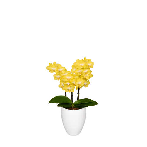 ORQUIDEA 2 TALLOS MINI + MATERA PLASTICA (MP)