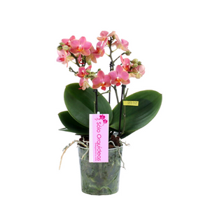 Orquidea Mediana dos tallos Naranja sin matera decorativa (ALTURA APROX.40/50CMS) (SM)