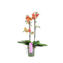 Cargar imagen en el visor de la galería, Orquidea Mediana dos tallos Naranja sin matera decorativa (ALTURA APROX.40/50CMS) (SM)
