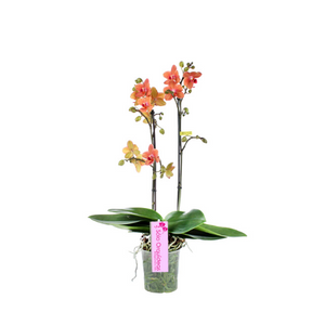 Orquidea Mediana dos tallos Naranja sin matera decorativa (ALTURA APROX.40/50CMS) (SM)
