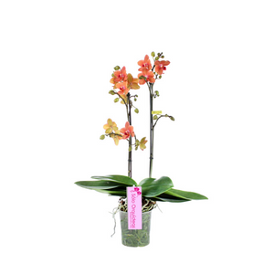 ORQUIDEA MEDIANA NARANJA (ALTURA APROX.40/50CMS) (SM)