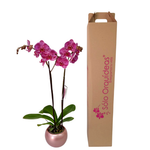 Orquidea Alta dos tallos Fucsia con matera ceramica decorativa (MC)