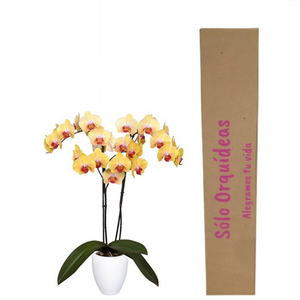Orquidea Alta dos tallos Amarilla Punto rojo con matera ceramica decorativa (MC)