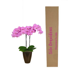 Cargar imagen en el visor de la galería, Orquidea Alta dos tallos Fucsia con matera ceramica decorativa (MC)
