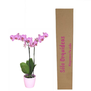 Orquidea Alta dos tallos Rosa lineas con matera ceramica decorativa (MC)