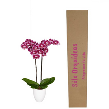 Cargar imagen en el visor de la galería, Orquidea Alta dos tallos Rosa Mora con matera ceramica decorativa (MC)
