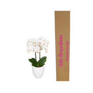 ORQUIDEA MEDIANA BLANCA + MATERA DECORATIVA PLASTICA (MP)