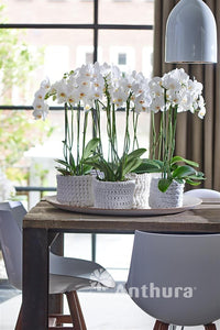 Orquidea alta dos tallos Blanca Eleganza con matera plastica decorativa(MP)