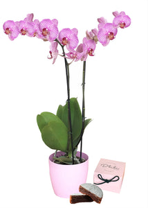 COMBO IRRESISTIBLE (ORQUIDEA DOS TALLOS (MP)  + TORTA DE BROWNIE + MATERA DECORATIVA)