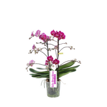 Cargar imagen en el visor de la galería, Orquidea Mediana dos tallos Fucsia sin matera decorativa (ALTURA APROX.40/50CMS) (SM)
