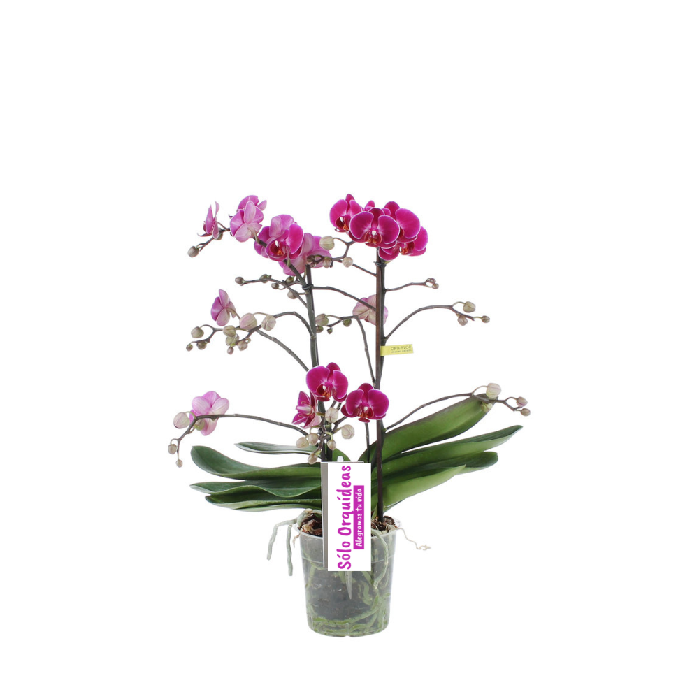 ORQUIDEA MEDIANA FUCSIA (ALTURA APROX.40/50CMS) (SM)