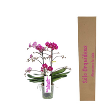 Cargar imagen en el visor de la galería, Orquidea Mediana dos tallos Fucsia sin matera decorativa (ALTURA APROX.40/50CMS) (SM)
